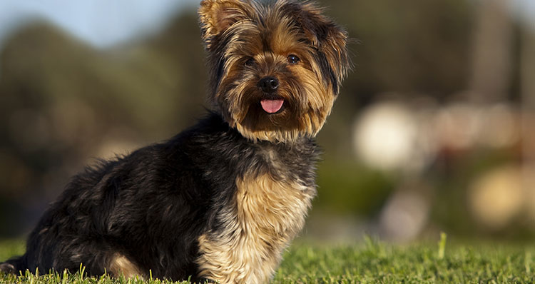 Yorkshire Terrier
