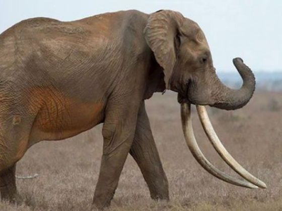 Tim fue asesinado en África