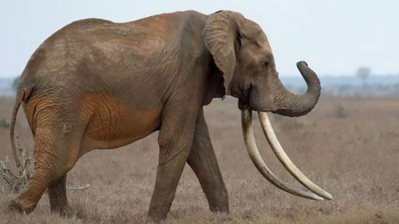 Tim fue asesinado en África